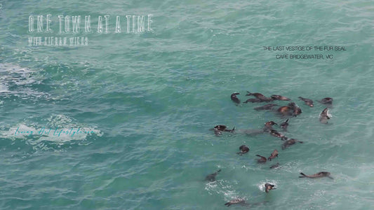 FUR SEAL COLONY FROLLICKING IN THE WATER AT CAPE BRIDGEWATER VICTORIA AUSTRALIA - ONE TOWN AT A TIME EPISODE THE LAST VESTIGE OF THE FUR SEAL